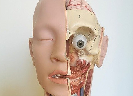 eye muscles